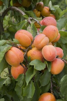 peaches growing on the branches of a tree