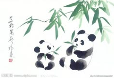 two pandas are eating bamboo leaves in front of a white background with chinese writing