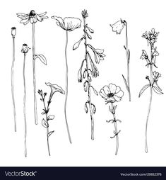 wildflowers line drawing on white background