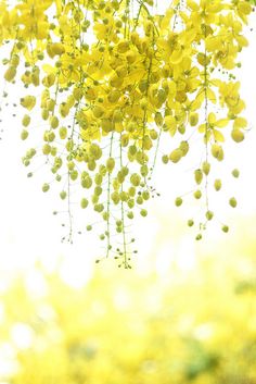 yellow flowers are hanging from the branches in front of white skies and green trees with bright sunlight shining through them