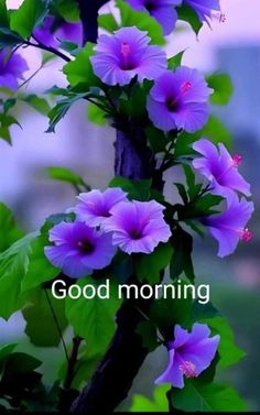 purple flowers with green leaves and the words good morning