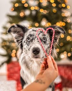 a dog holding a candy cane in front of a christmas tree