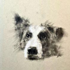 a black and white dog's head is shown in this artistic photo, which appears to be drawn with colored pencils