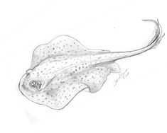 a pencil drawing of a stingfish with spots on it's head and tail