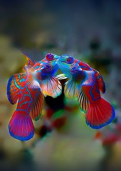 two colorful fish are flying in the air