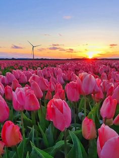 a field full of pink tulips with the sun setting in the background