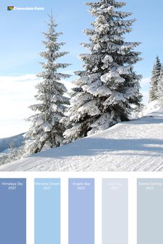 snow covered pine trees with blue sky and clouds in the background for color swatches