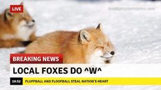 two foxes are laying in the snow with their heads turned to look like they have fallen asleep