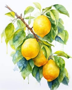 watercolor painting of lemons on a tree branch