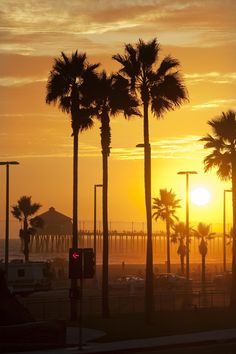 palm trees are silhouetted against the setting sun