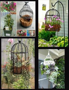 several pictures of plants and birdcages in different stages of being used as planters