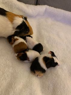 two small brown and white puppies playing on a blanket