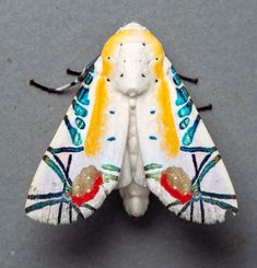 a white and yellow moth sitting on top of a table