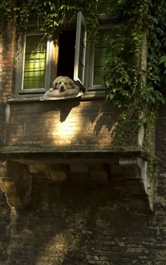 a dog that is laying down on the ledge of a building with its head out