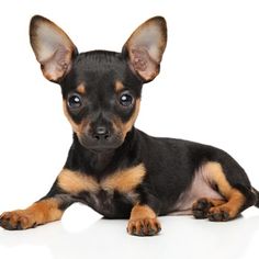 a small black and brown dog laying down