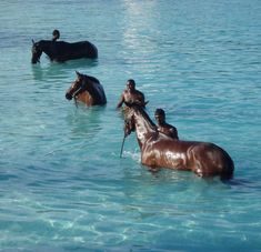 three horses are wading in the clear blue water