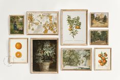 an assortment of framed paintings with oranges on them