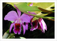 purple flowers are blooming in the garden