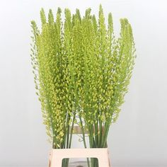 some very pretty green plants in a white vase