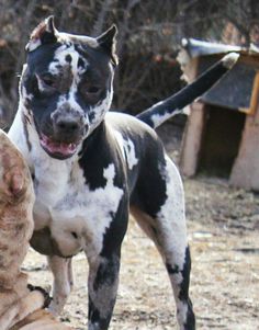 a dog standing next to a cat on the ground