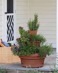 three large potted plants sitting on the ground next to each other in front of a house