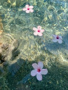 three pink flowers floating on top of a body of water next to rocks and pebbles