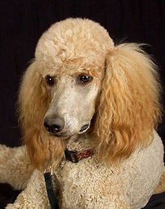 a white poodle sitting on top of a black blanket