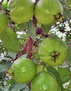 some green fruit hanging from a tree with leaves