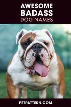 an english bulldog standing in the grass with its tongue out