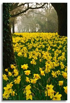 a field full of yellow flowers with trees in the background