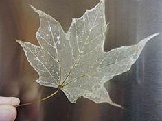 a person holding a leaf in their hand