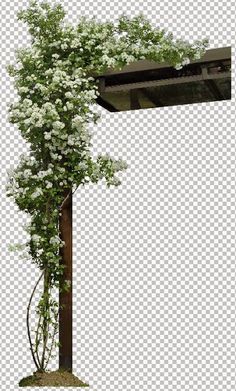 a tree with white flowers growing out of it's trunk, on a transparent background