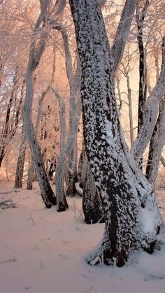 snow covered trees in the woods on a sunny day