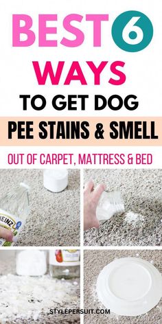 the best ways to get dog pee stains & smell out of carpet mattresses and bed