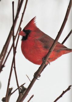 a red bird sitting on top of a tree branch with no leaves in it's branches