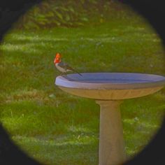 a bird sitting on top of a bird bath in the grass