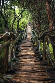 a wooden path in the middle of some trees