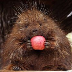 a porcupine eating an apple with its paws