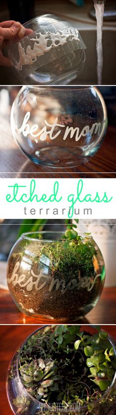 three glass vases filled with plants and moss sitting on top of a wooden table