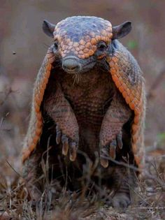 an armadile is standing on its hind legs in the middle of dry grass