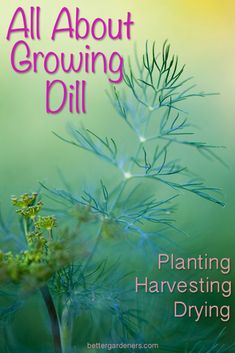 the cover of all about growing dill