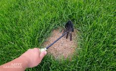 a small black dog standing on top of a lush green grass covered field next to a persons hand