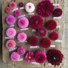 a bunch of flowers that are sitting on a wooden board with labels in front of them