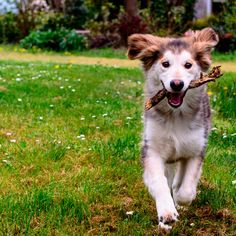 a brown and white dog carrying a stick in it's mouth while running through the grass