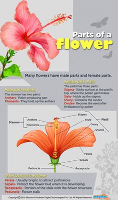 the parts of a flower info sheet