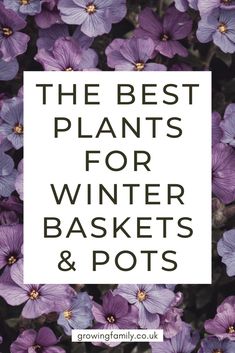 purple flowers with the words, the best plants for winter baskets and pots on it