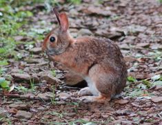 a brown rabbit sitting on top of a dirt field