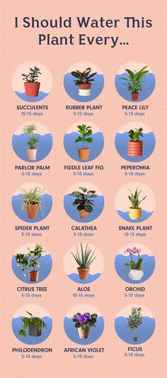 a poster with different types of plants in pots and the words i should water this plant every