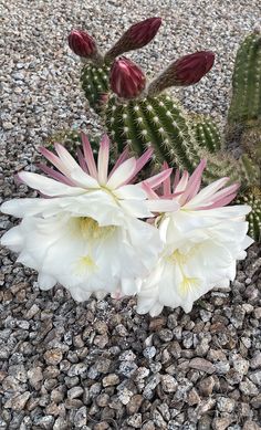 some white and pink flowers are on the ground next to a cacti plant