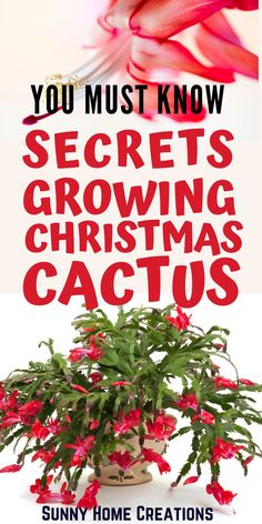 a plant with red flowers and the words you must know secrets growing christmas cactus